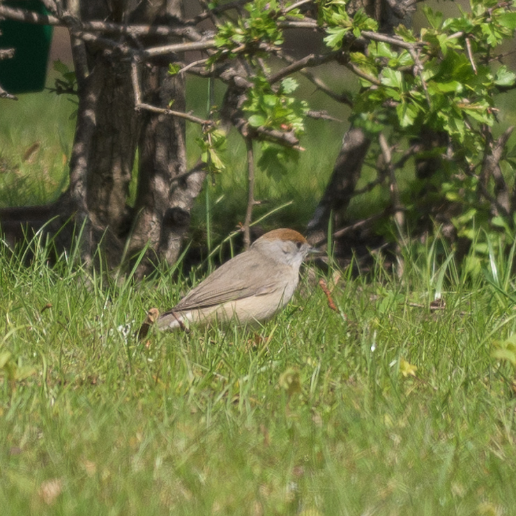Eurasian blackcap - female